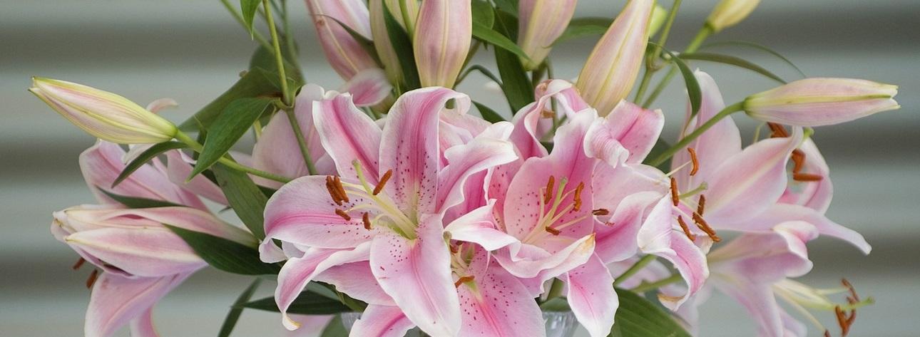 Liljer: en ædel og værdsat blomst